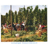 Hop Picking In Kent