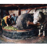 Pressing Cider Apples