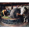 Pressing Cider Apples
