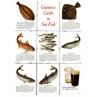 Guinness, Sea Fish