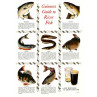 Guinness, River Fish