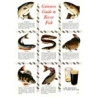 Guinness, River Fish