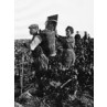 Gathering Grapes, Burgundy