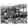Pilchard Drivers At Newlyn