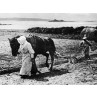 Scilly Isles, Ploughing In Bulbs on St Martins
