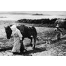 Scilly Isles, Ploughing In Bulbs on St Martins