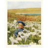 Scilly, A Field Of Arums