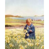 Scilly, Daffodils On St Martins