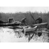 Norfolk Reed Gatherers