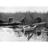Norfolk Reed Gatherers