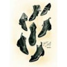 Boots and Shoes, 1902