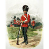 Grenadier Guards
