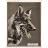Rin Tin Tin