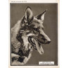 Rin Tin Tin