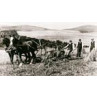 Binding and Stooking, Peebles, 1900