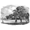 English Cricket, 1853