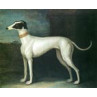 Greyhound Painting