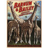 Barnum and Bailey, Giraffes, 1917