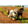 Horse-Drawn Plough